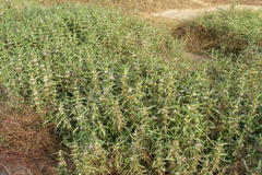 Hygrophila auriculata